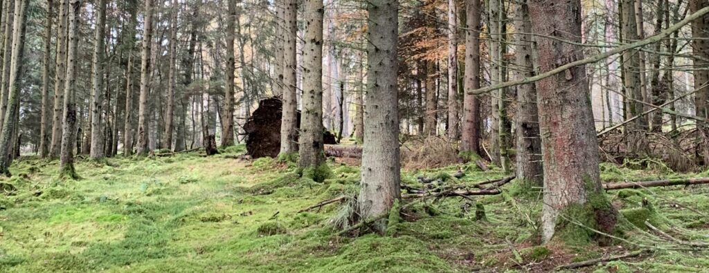 West Stormont Woodland Group