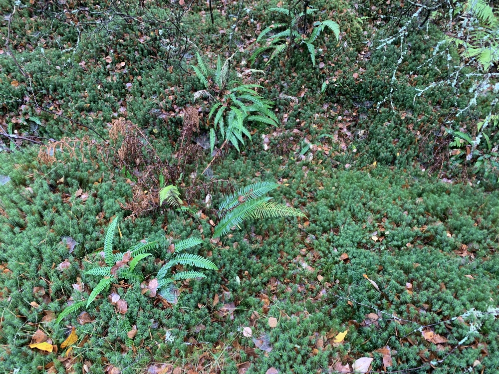 West Stormont Woodland Group