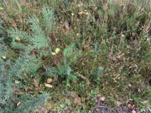 West Stormont Woodland Group